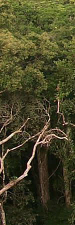 Hedge Witch Forest