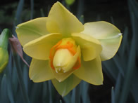 Spring Flower