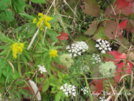  Hedgewitch Forest Flowers