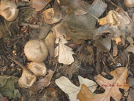 Hedgewitch Forest Floor