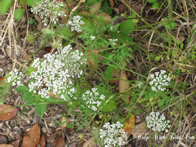 Hedgewitch Forest Flowers