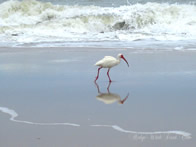 Ocean Ibis